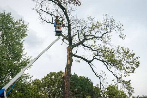 Best Tree Cabling and Bracing  in Smithfield, NC