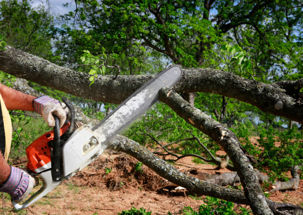 Why Choose Our Tree Removal Services in Smithfield, NC?